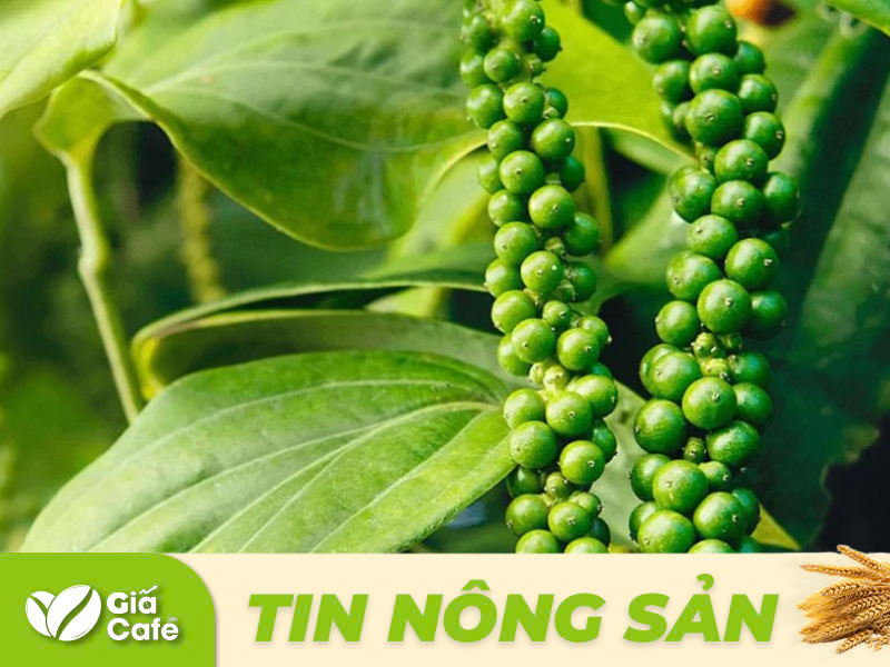 gi&aacute; hồ ti&ecirc;u h&ocirc;m nay 10/1/2025
