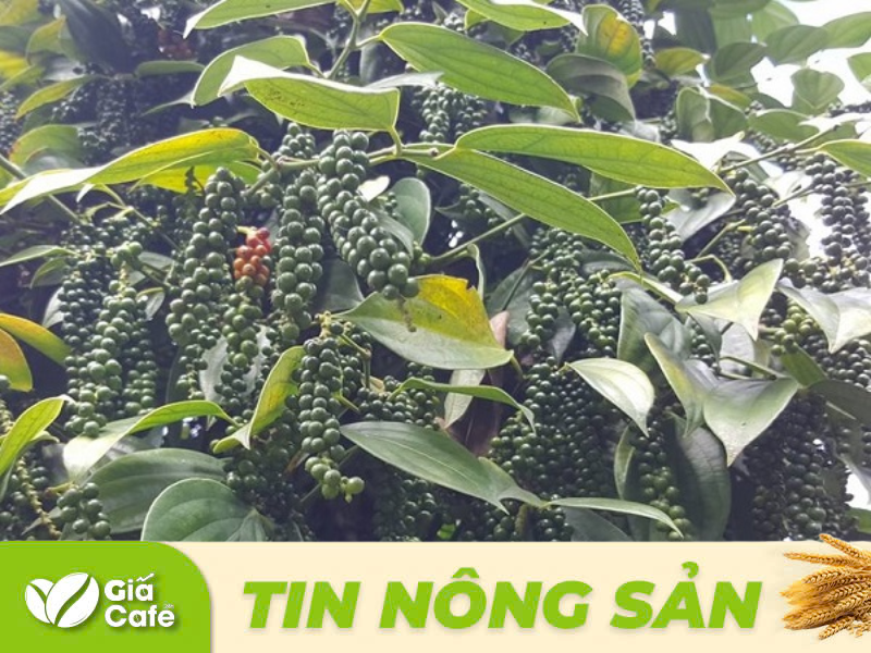 Tin hồ ti&ecirc;u