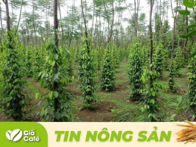 Tin hồ ti&ecirc;u 13/1/2025