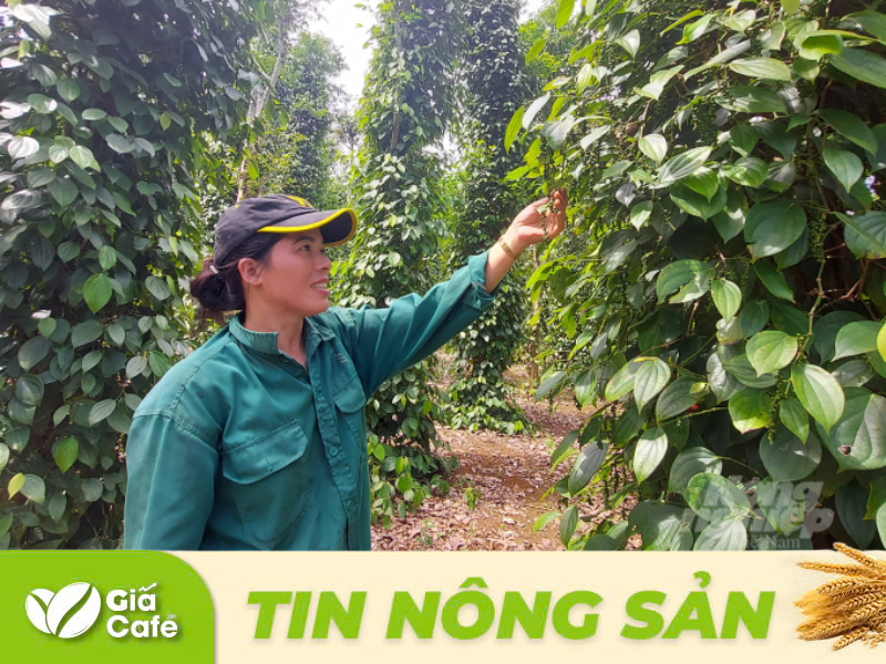 Tin hồ ti&ecirc;u 17/1/2025