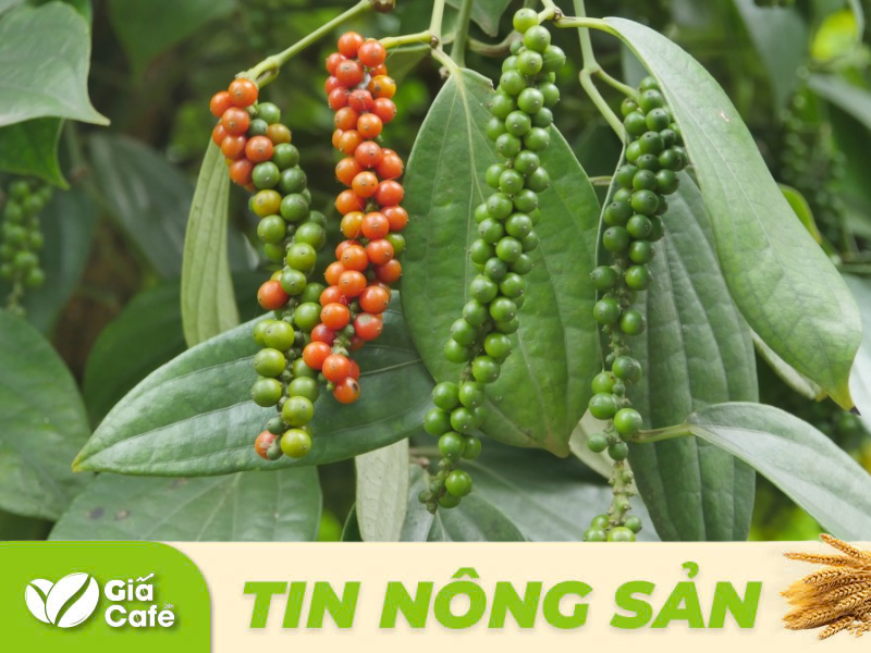 Gi&aacute; ti&ecirc;u 17/12/2024: Gi&aacute; ti&ecirc;u to&agrave;n cầu tăng nhẹ. Indonesia dẫn đầu nguồn cung Trung Quốc