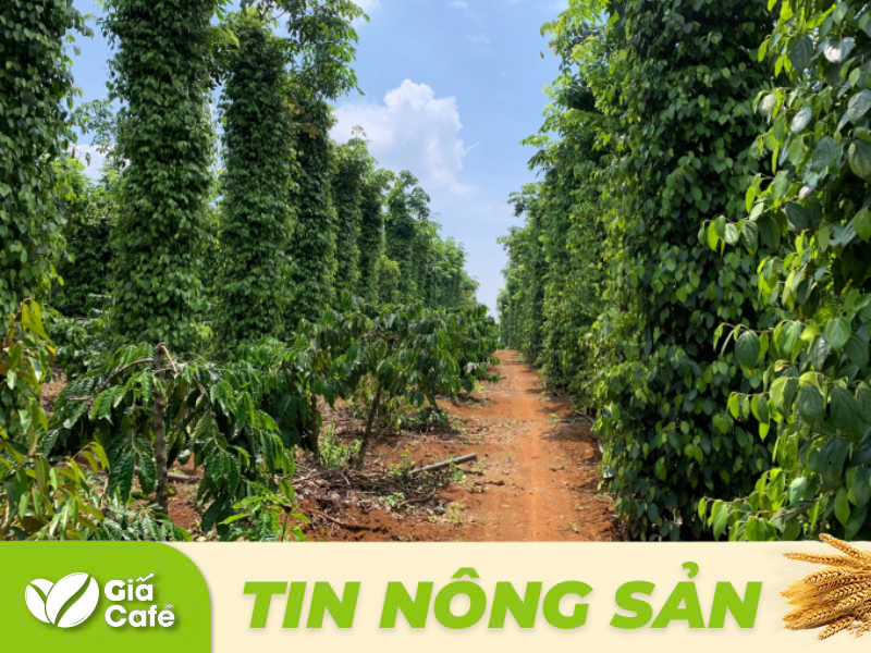 Tin hồ ti&ecirc;u 21/1/2025