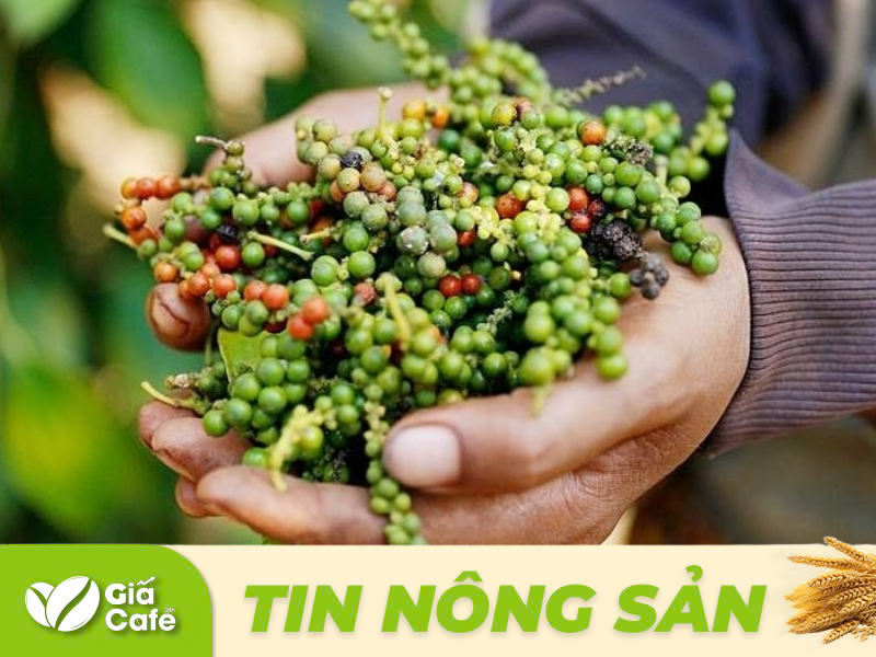 Giá hồ tiêu 21/12/2024: Thị trường hồ tiêu biến động. Dự báo giá tiêu năm 2025