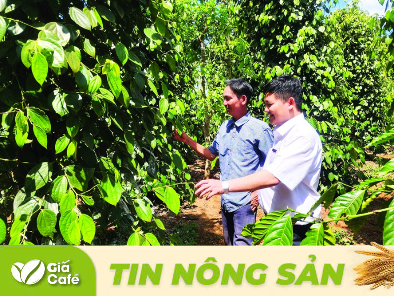 Tin hồ ti&ecirc;u 22/1/2025