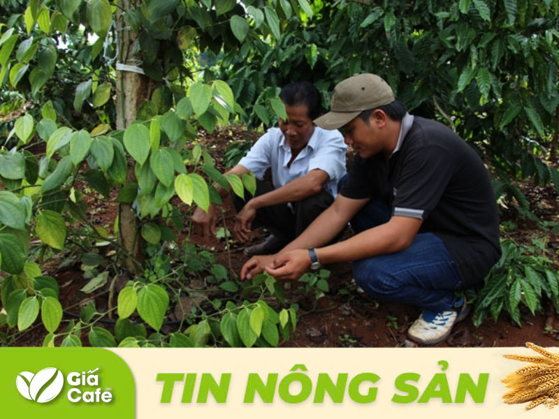 Tin hồ ti&ecirc;u 23/1/2025
