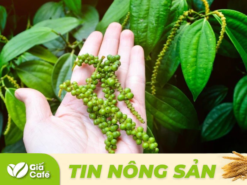 Từ sau cuộc khủng hoảng năm 2015, ng&agrave;nh hồ ti&ecirc;u đ&atilde; phải đối mặt với nhiều th&aacute;ch thức lớn.