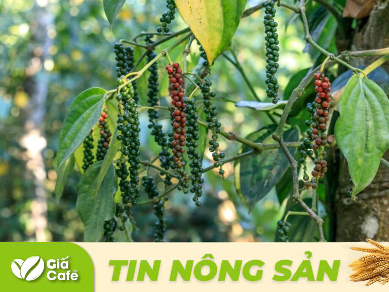 Trong bối cảnh nguồn cung hạn chế, c&aacute;c quốc gia ti&ecirc;u thụ lớn buộc phải tăng cường nhập khẩu, điều n&agrave;y c&agrave;ng l&agrave;m gi&aacute; ti&ecirc;u duy tr&igrave; ở mức cao.