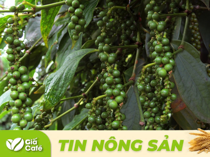 Sản lượng hồ ti&ecirc;u to&agrave;n cầu c&oacute; thể phục hồi nhờ điều kiện thời tiết thuận lợi