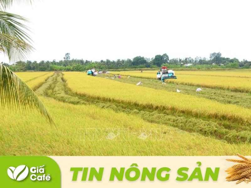 Tin lúa gạo 13/1/2025