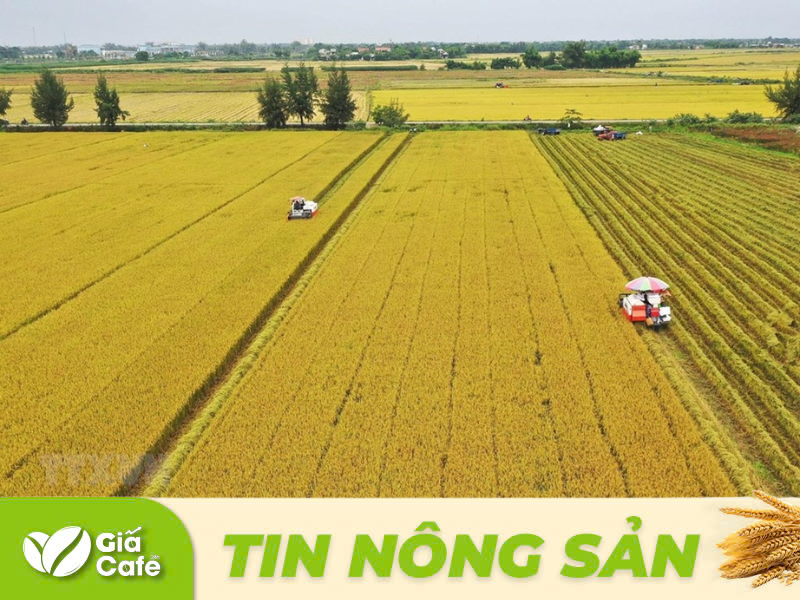 Tin l&uacute;a gạo 16/1/2025
