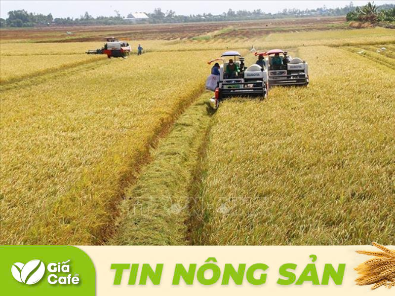 Tin lúa gạo