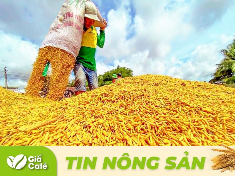 Tin l&uacute;a gạo 21/1/2025