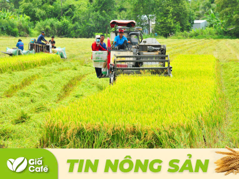 Tin l&uacute;a gạo 22/1/2025
