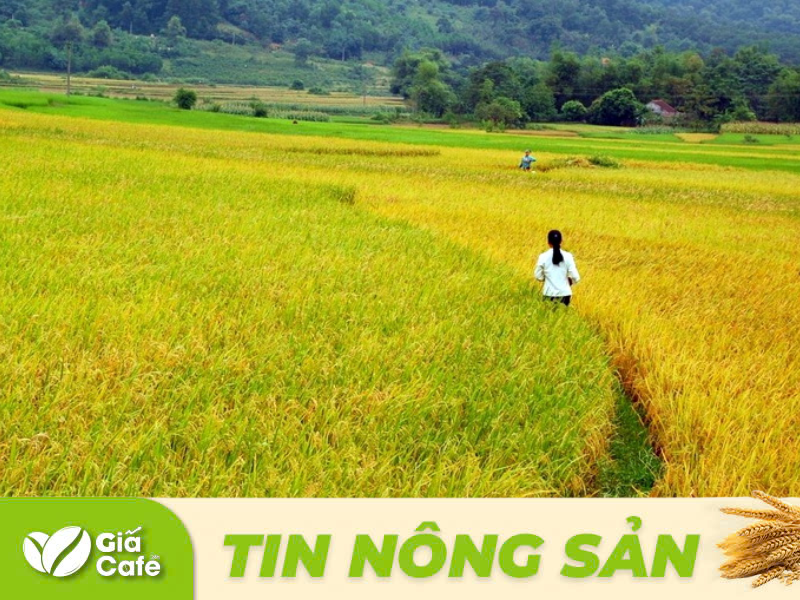 Tin lúa gạo 24/1/2025