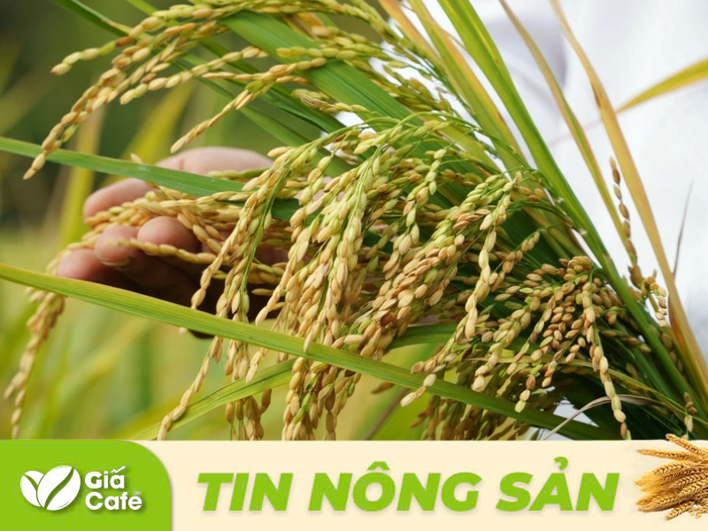 Gi&aacute; l&uacute;a gạo 26/12/2024: Biến động nhẹ đối với cả gạo v&agrave; l&uacute;a, gi&aacute; vững so với h&ocirc;m qua