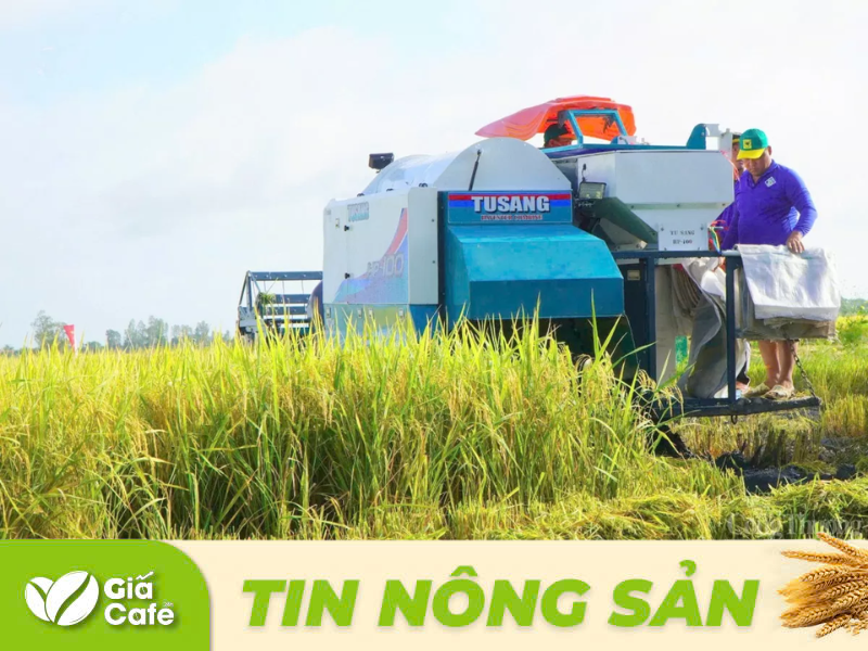 Tại c&aacute;c chợ lẻ, gạo ghi nhận b&igrave;nh gi&aacute; so với h&ocirc;m qua.