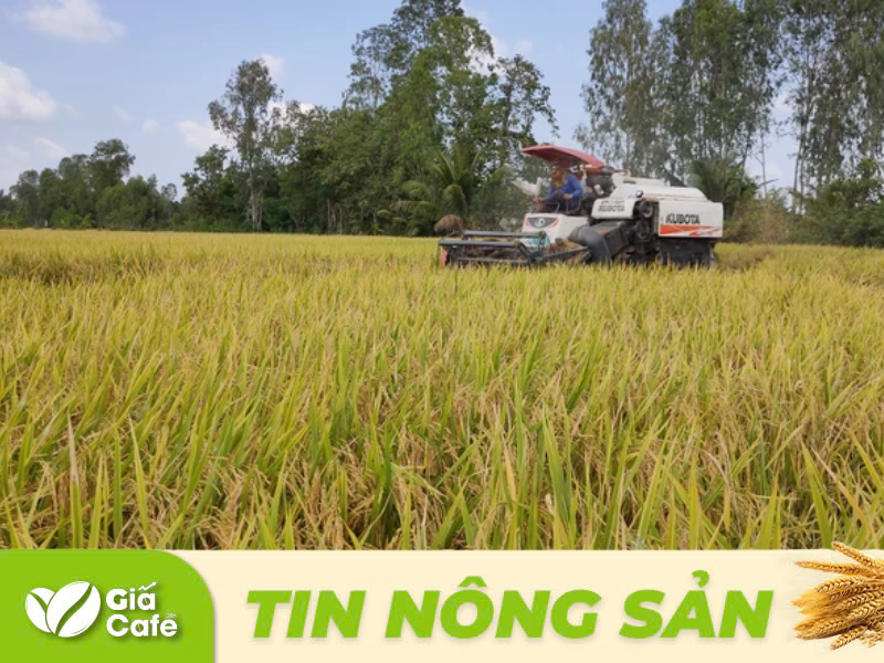 Ghi nhận tại c&aacute;c địa phương h&ocirc;m nay, lượng về kh&aacute;, giao dịch mới ghi nhận giảm