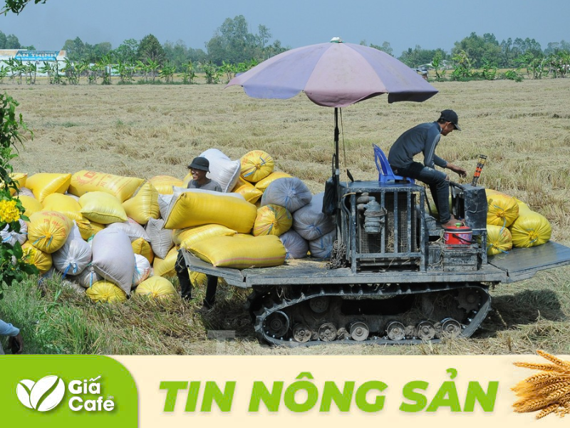 Ghi nhận tại c&aacute;c địa phương h&ocirc;m nay, lượng về kh&ocirc;ng nhiều, giao dịch mới chậm