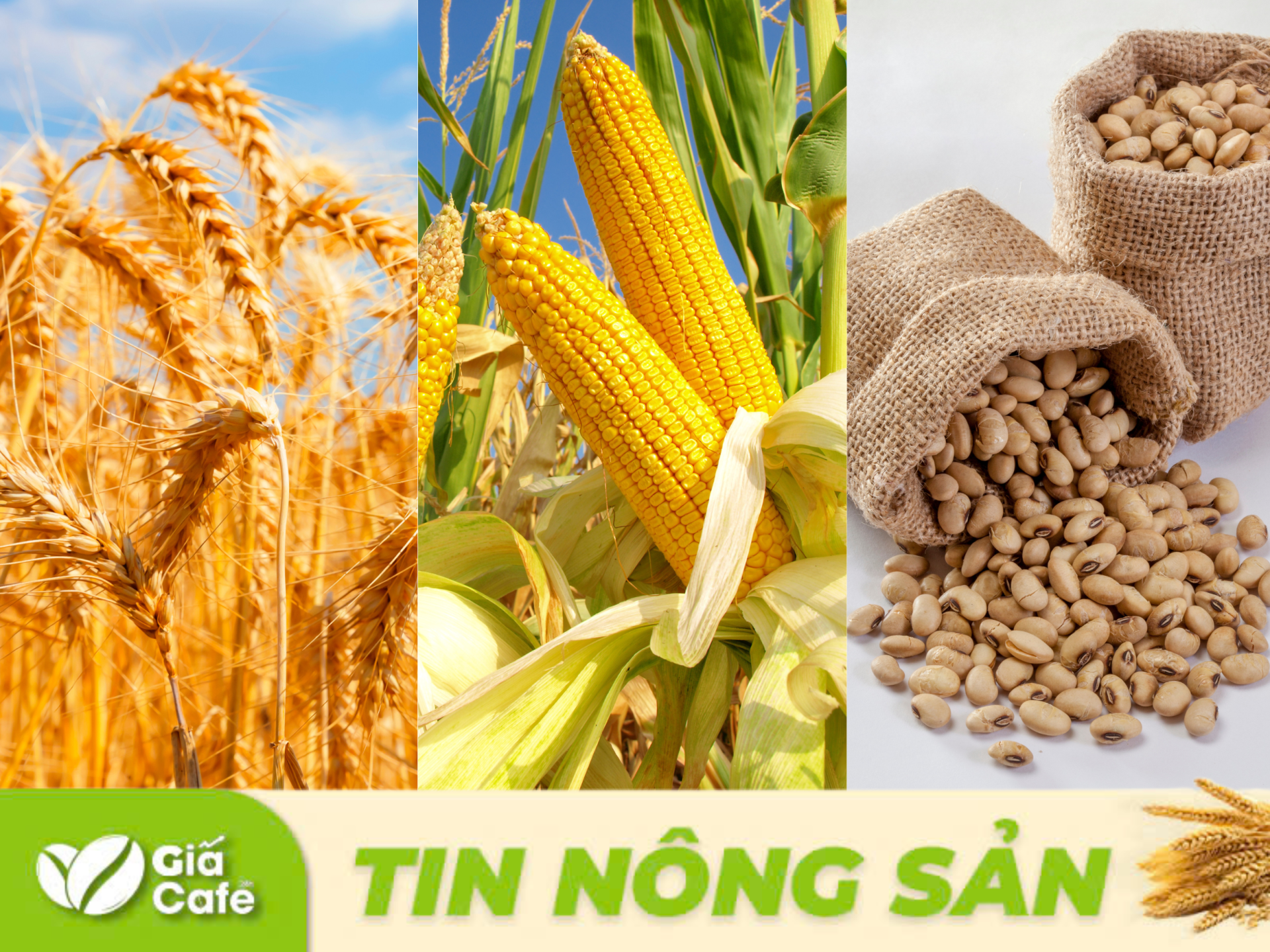 Giá lúa mì tương lai của Mỹ đã chạm mức thấp nhất kể từ ngày 27/8