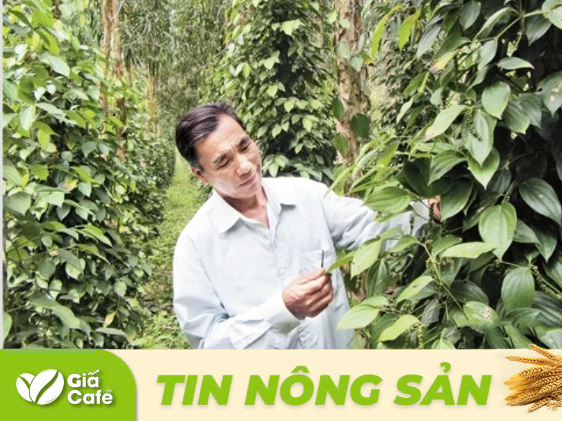 Tin hồ ti&ecirc;u 14/1/2025