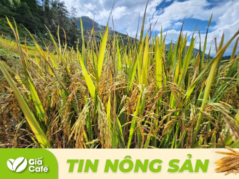gi&aacute; gạo