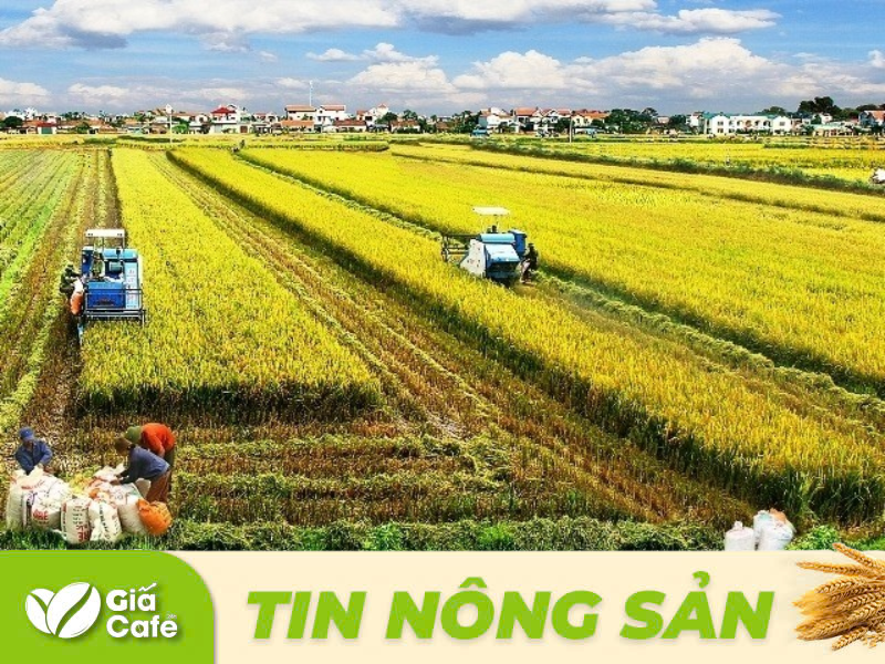 Đề xuất miễn thuế sử dụng đất n&ocirc;ng nghiệp th&ecirc;m 5 năm