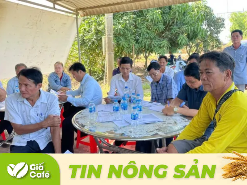N&ocirc;ng d&acirc;n được hướng dẫn sản xuất l&uacute;a theo quy tr&igrave;nh canh t&aacute;c 1 triệu h&eacute;cta chuy&ecirc;n canh l&uacute;a chất lượng cao v&agrave; ph&aacute;t thải thấp gắn với tăng trưởng xanh