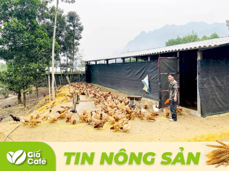 Anh L&ecirc; Văn Điếng, th&ocirc;n T&acirc;n Phong, x&atilde; Ngọc Linh v&agrave; đ&agrave;n g&agrave; của gia đ&igrave;nh anh