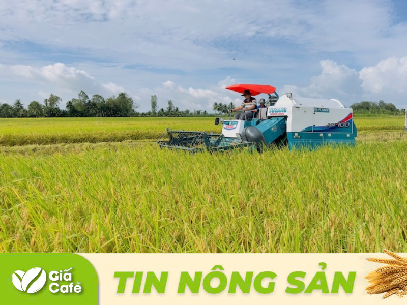 Xuất khẩu gạo Việt Nam đ&atilde; đạt mức 8 triệu tấn sau hơn 10 th&aacute;ng