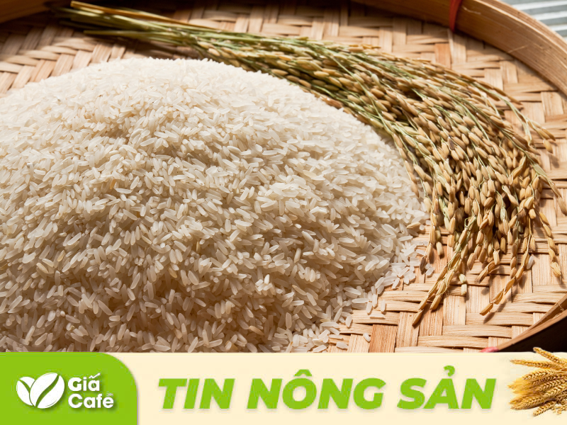 Tại các địa phương, lượng gạo về không nhiều, giao dịch ổn định, kho chợ mua đều gạo thơm đẹp