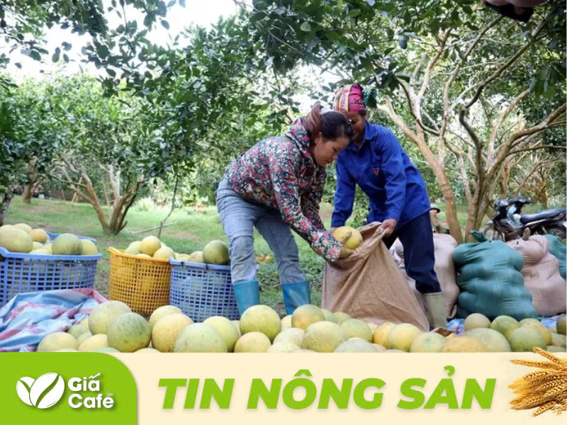 Người d&acirc;n th&ocirc;n Soi H&agrave;, x&atilde; Xu&acirc;n V&acirc;n, huyện Y&ecirc;n Sơn (Tuy&ecirc;n Quang) thu hoạch bưởi Soi H&agrave;