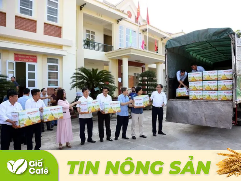 Bưởi Soi H&agrave;, huyện y&ecirc;n Sơn (Tuy&ecirc;n Quang) đ&atilde; được xuất khẩu sang thị trường Vương quốc Anh