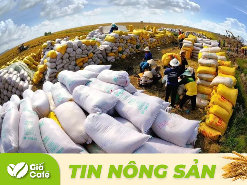 Xuất khẩu gạo đ&atilde; ghi nhận mức tăng trưởng &ldquo;đột biến&rdquo;