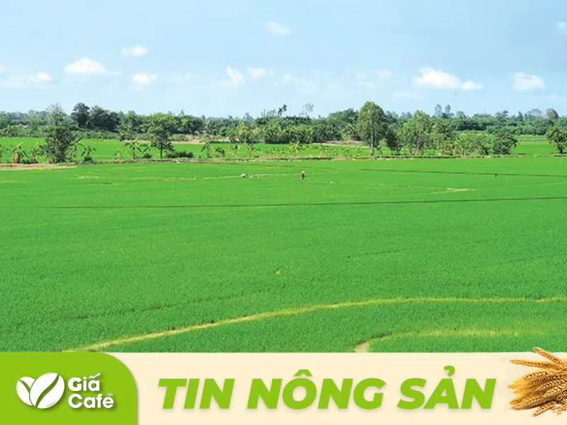 Hạt gạo Việt Nam từ l&acirc;u đ&atilde; cho thấy vị tr&iacute; của m&igrave;nh giữa v&ocirc; số n&ocirc;ng sản khi lu&ocirc;n chiếm tỷ trọng lớn trong kim ngạch xuất khẩu