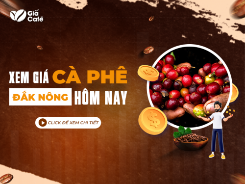 Giá cà phê hôm nay Đắk Nông - cập nhật giá liên tục hàng ngày