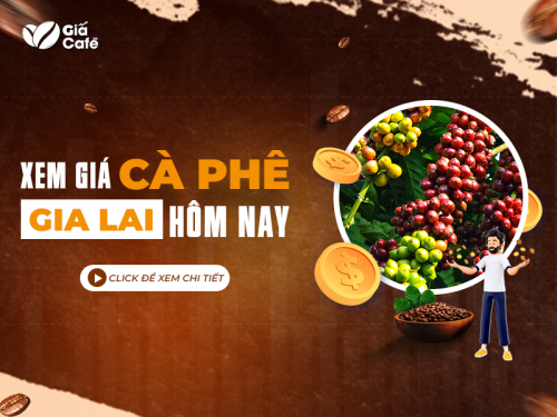 Giá cà phê hôm nay Gia Lai - cập nhật giá liên tục hàng ngày