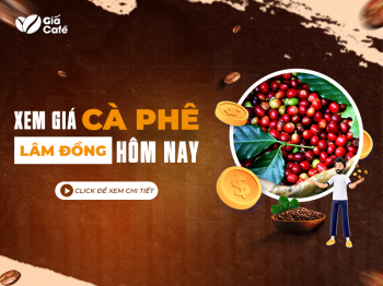 Giá cà phê Lâm Đồng hôm nay-cập nhật giá liên tục hàng ngày