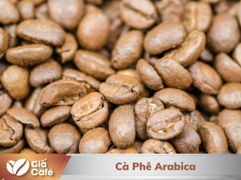 Cà phê Arabica là gì? 5 ưu điểm khiến nhà đầu tư ưu ái