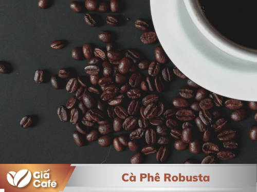 Cà phê Robusta: Cách nhận biết và tiềm năng trong thị trường đầu tư cà phê