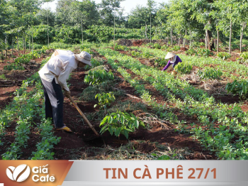 Giá cà phê Arabica vượt mức 7.600 USD/tấn, gần chạm mốc lịch sử
