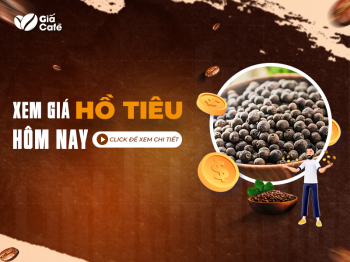 Giá hồ tiêu hôm nay - cập nhật giá hồ tiêu liên tục hàng ngày
