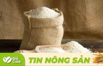 Giá lúa gạo hôm nay 4/2/2025: Gạo nguyên liệu tăng nhẹ, lúa ổn định